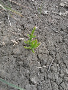 petit plant de Salicorne